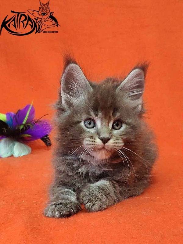 Katran Vilson - Kitten maine-coon 1 month 2 weeks