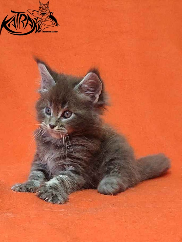Katran Vilson - Kitten maine-coon 1 month 2 weeks