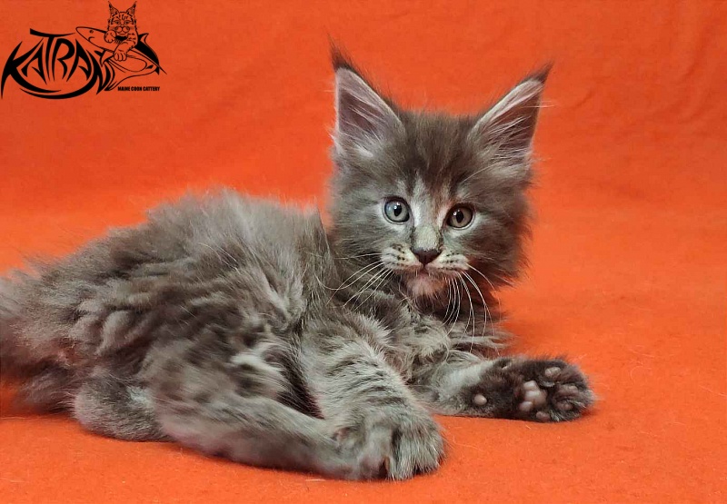 Katran Valmont - Kitten maine-coon 1 month 2 weeks