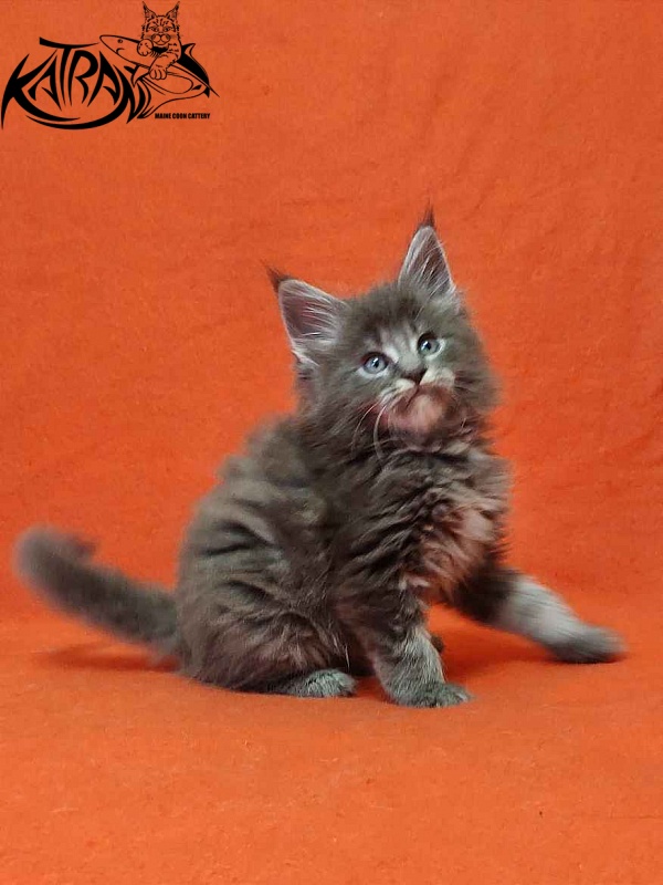 Katran Valmont - Kitten maine-coon 1 month 2 weeks