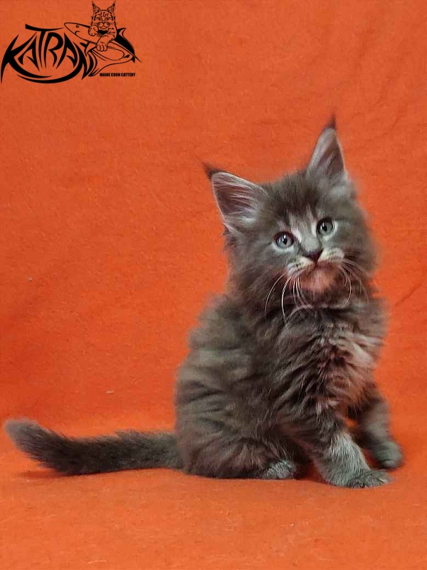 Katran Valmont - Kitten maine-coon 1 month 2 weeks