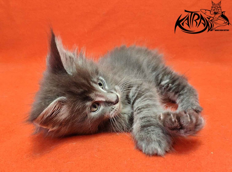 Katran Valmont - Kitten maine-coon 1 month 2 weeks