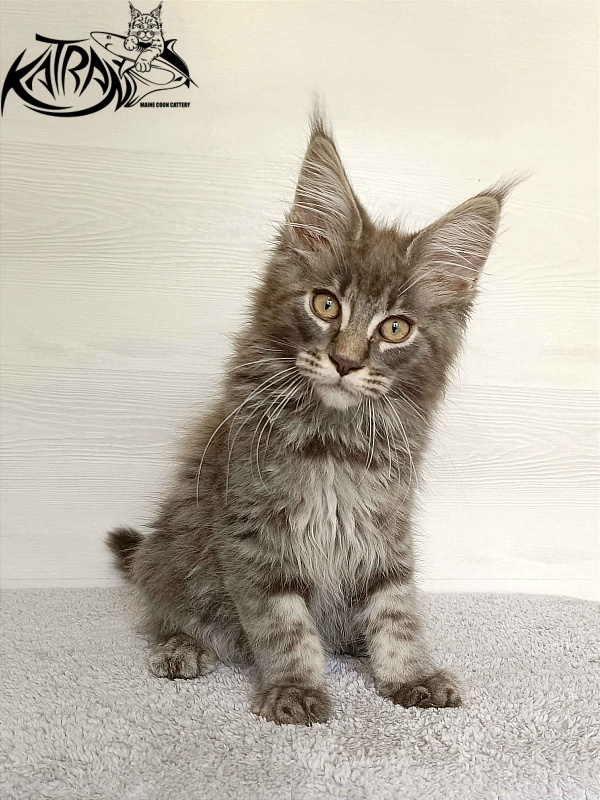 Katran Valmont - Kitten maine-coon 3 months