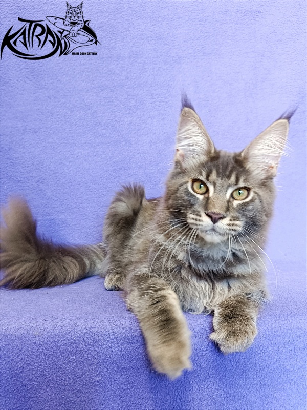 Katran Valmont - Kitten maine-coon 6 months