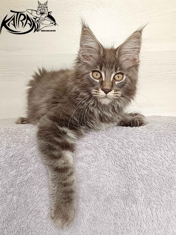 Katran Valmont - Kitten maine-coon 3 months