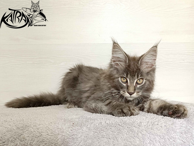 Katran Valmont - Kitten maine-coon 3 months