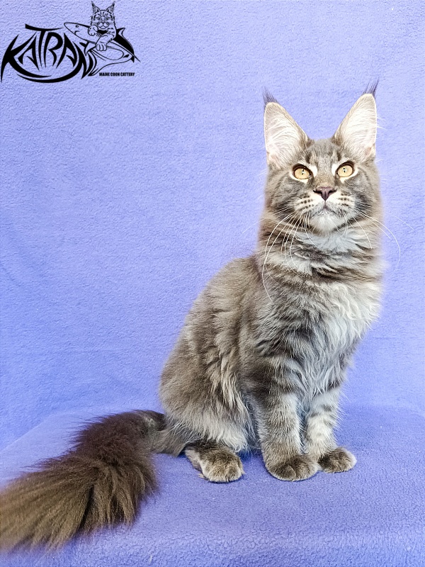 Katran Valmont - Kitten maine-coon 6 months