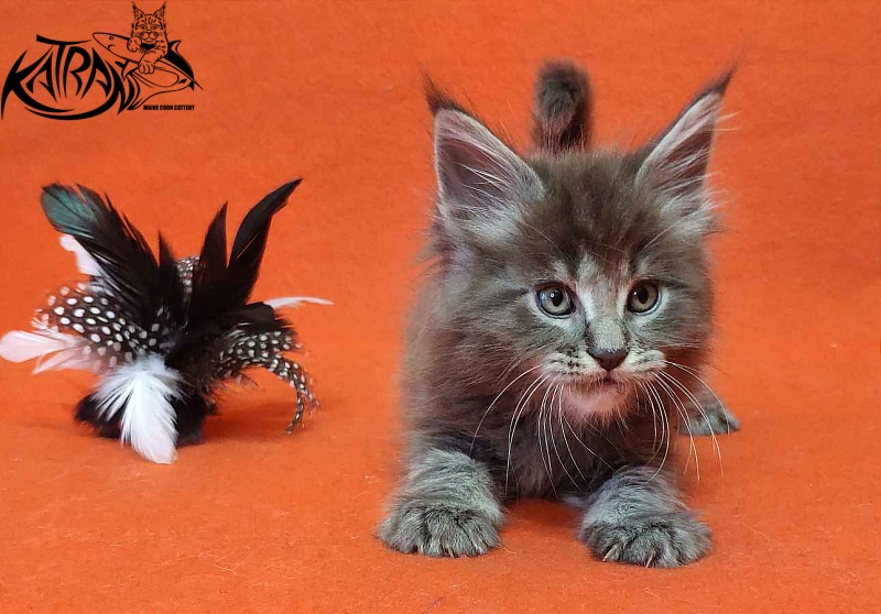Katran Valmont - Kitten maine-coon 1 month 2 weeks