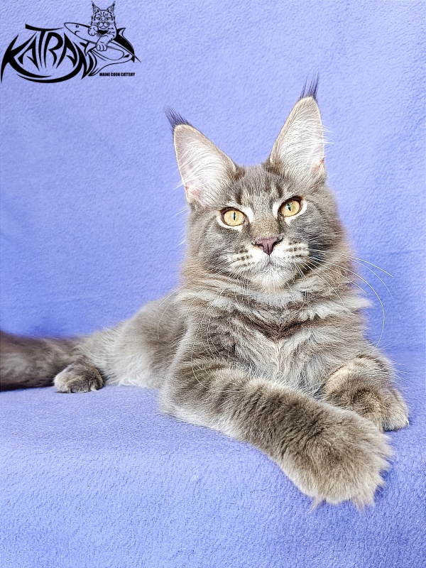 Katran Valmont - Kitten maine-coon 6 months