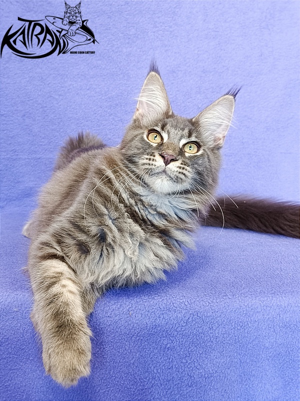 Katran Valmont - Kitten maine-coon 6 months
