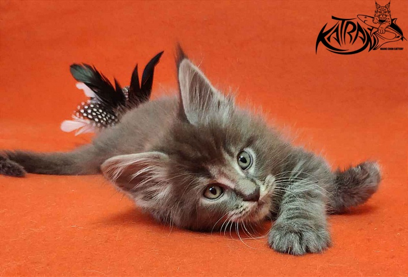 Katran Valmont - Kitten maine-coon 1 month 2 weeks