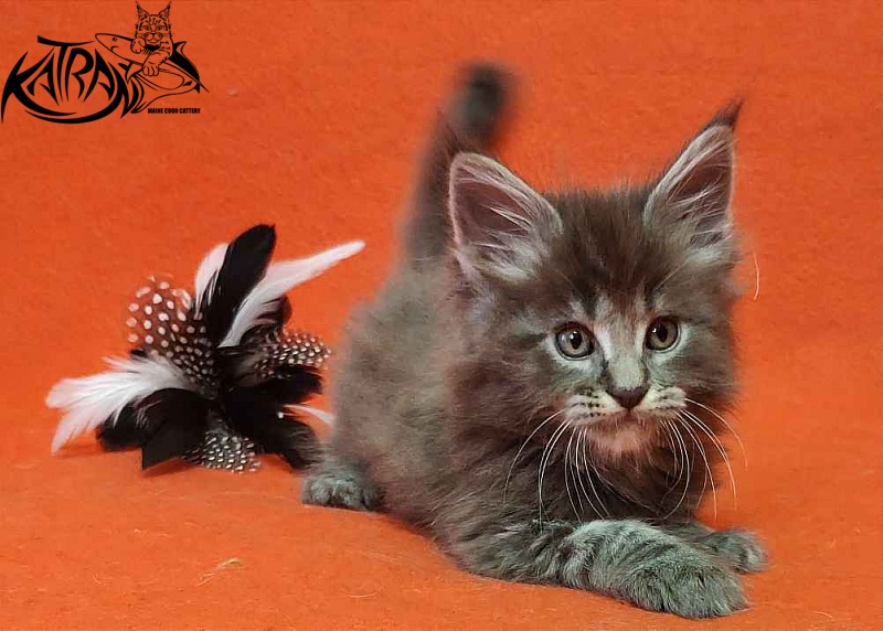 Katran Valmont - Kitten maine-coon 1 month 2 weeks