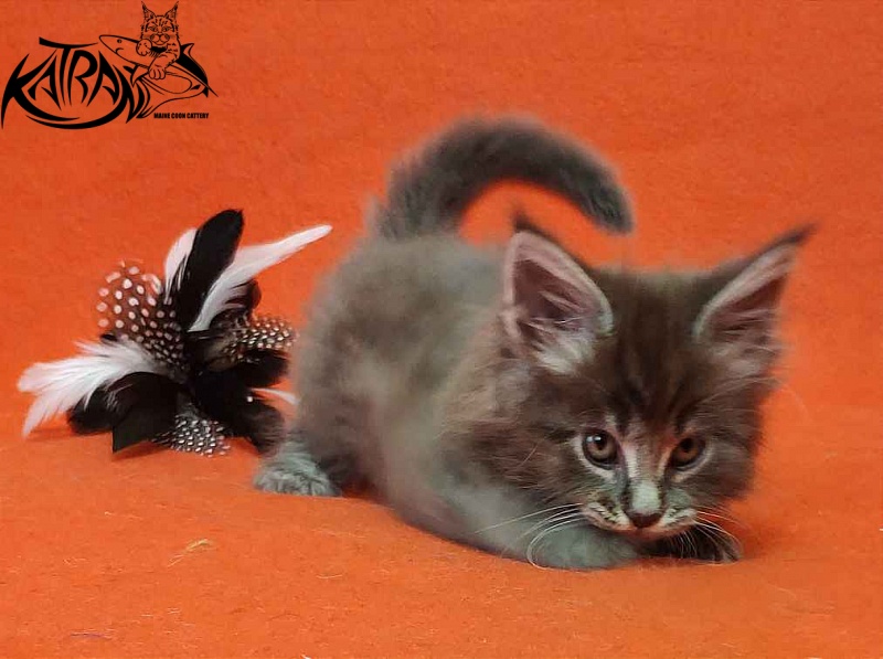 Katran Valmont - Kitten maine-coon 1 month 2 weeks