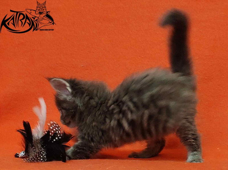 Katran Valmont - Kitten maine-coon 1 month 2 weeks