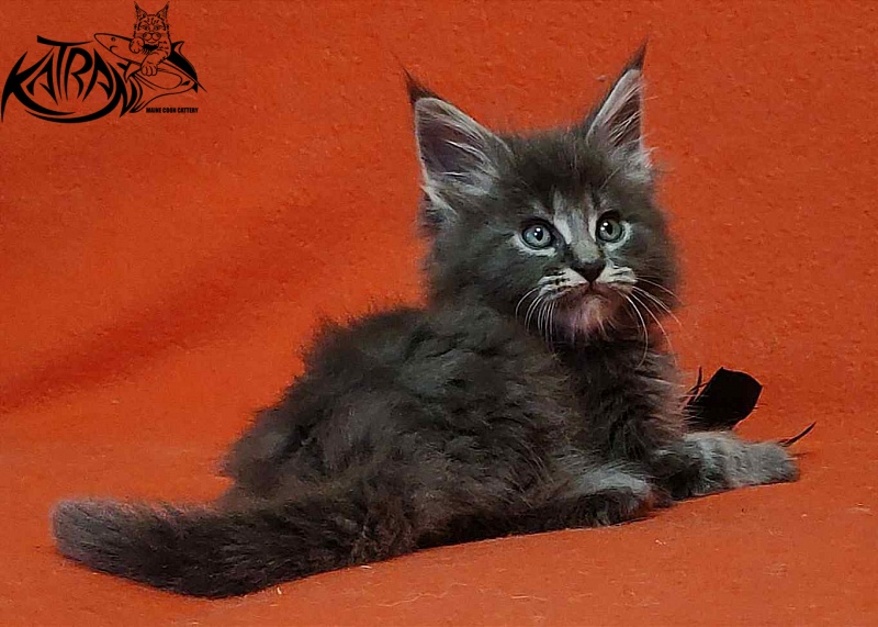 Katran Valmont - Kitten maine-coon 1 month 2 weeks