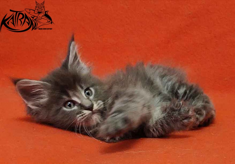 Katran Valmont - Kitten maine-coon 1 month 2 weeks