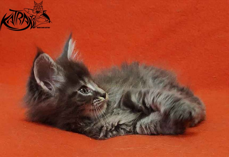 Katran Valmont - Kitten maine-coon 1 month 2 weeks