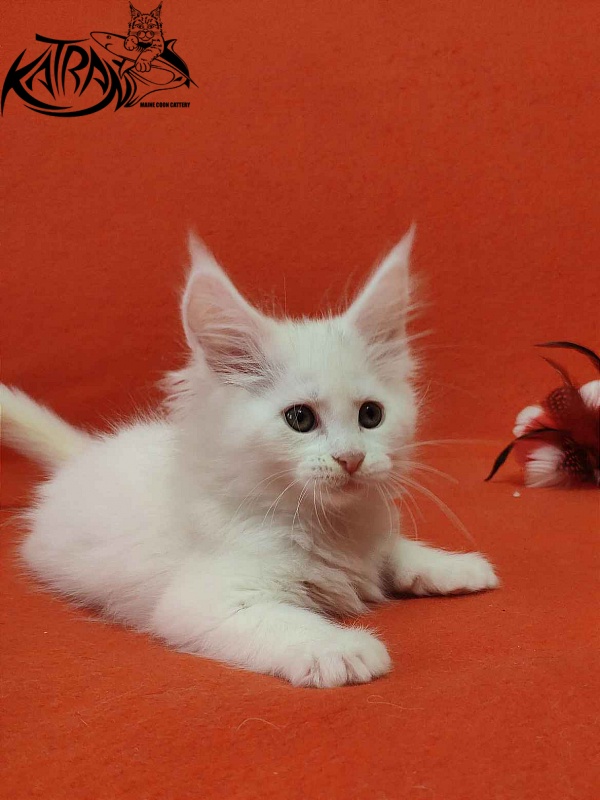 Katran Vivienne - Kitten maine-coon 1 month 3 weeks