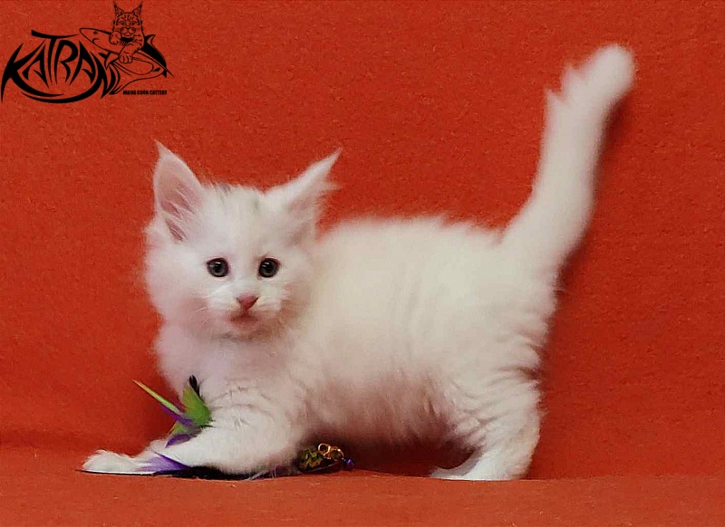 Katran Viking - Kitten maine-coon 1 month 2 weeks