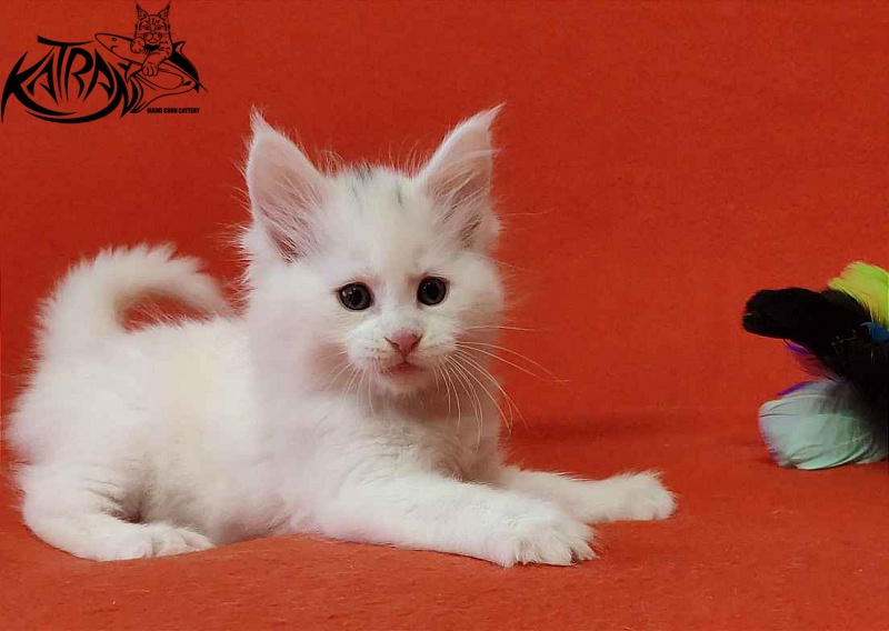 Katran Viking - Kitten maine-coon 1 month 2 weeks
