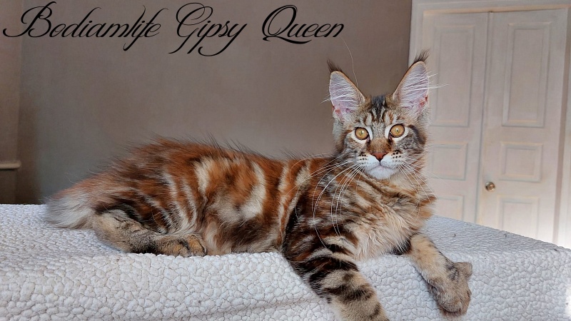 Bodiamlife Gipsy Queen - Котенок мейн-кун 4 месяца 0,5 недель