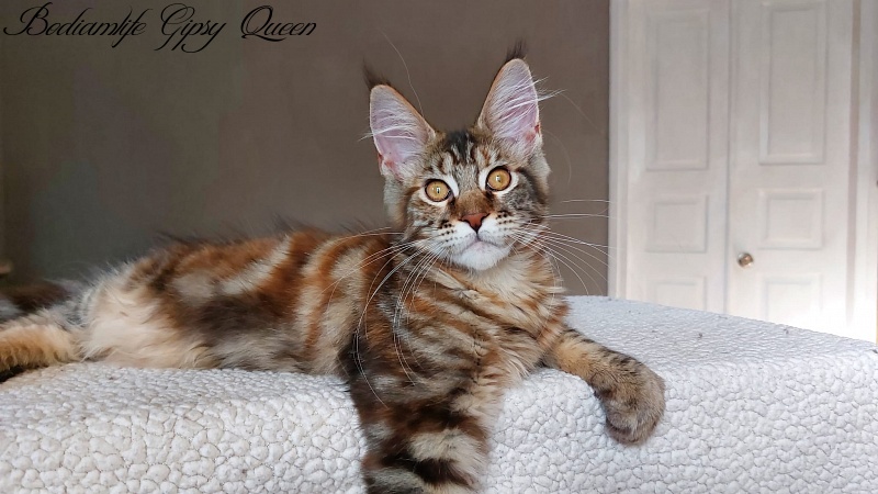 Bodiamlife Gipsy Queen - Котенок мейн-кун 4 месяца 0,5 недель