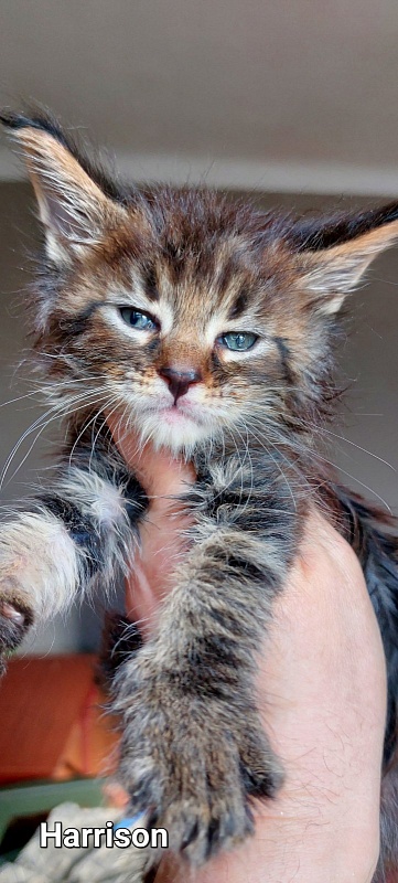 Bodiamlife Harrison - Kitten maine-coon 1 month 2 weeks