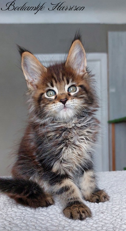 Bodiamlife Harrison - Kitten maine-coon 2 months