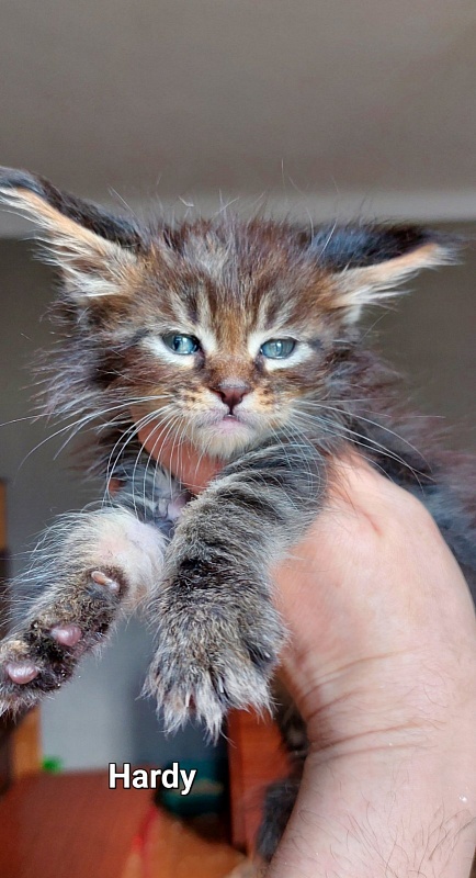 Bodiamlife Hardy - Kitten maine-coon 1 month 2 weeks