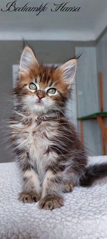 Bodiamlife Hansa - Kitten maine-coon 2 months