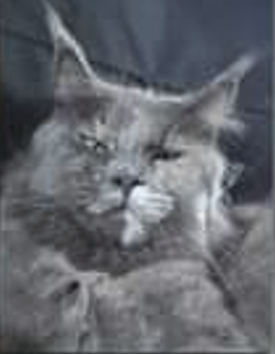 Luna Nannarella - maine-coon