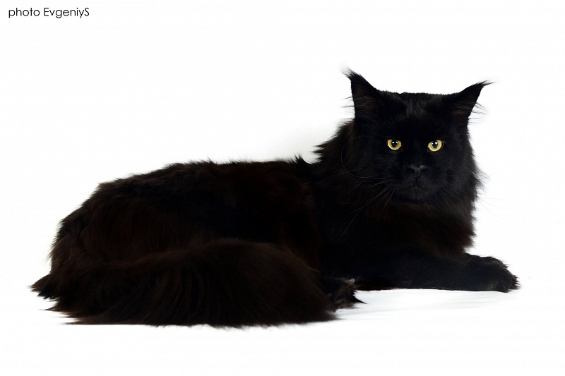 J'Injir G'D&T of Fridericks House - maine-coon