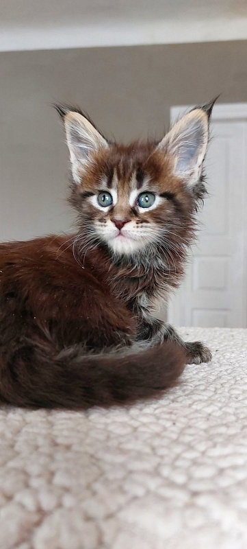 Bodiamlife Isabell - Котенок мейн-кун 1 месяц 1,5 неделя
