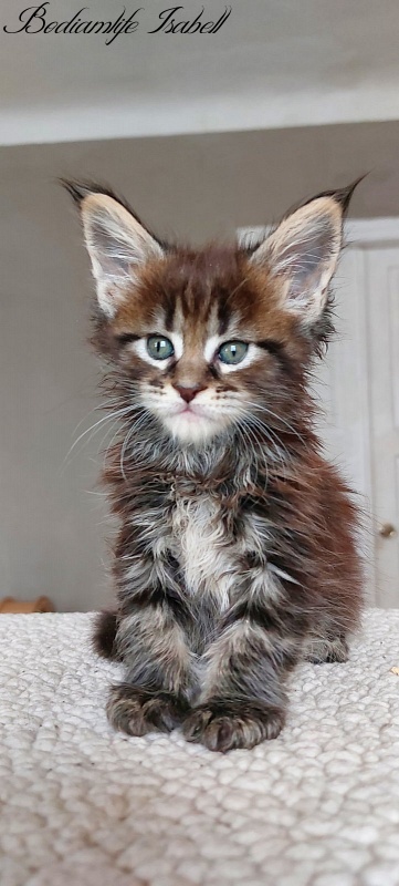 Bodiamlife Isabell - Котенок мейн-кун 1 месяц 1,5 неделя