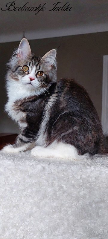 Bodiamlife Indila - Kitten maine-coon 5 months 1 week