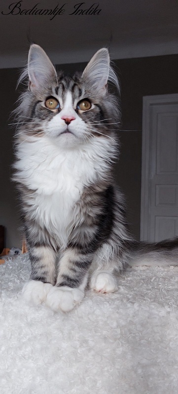 Bodiamlife Indila - Kitten maine-coon 5 months 1 week