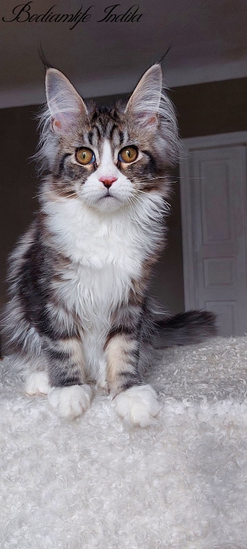 Bodiamlife Indila - Kitten maine-coon 5 months 1 week