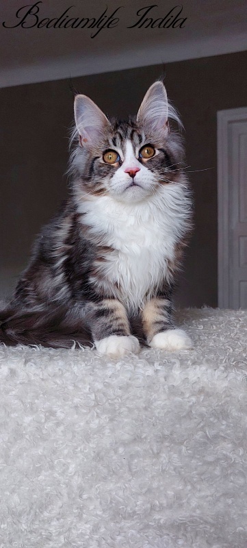 Bodiamlife Indila - Kitten maine-coon 5 months 1 week
