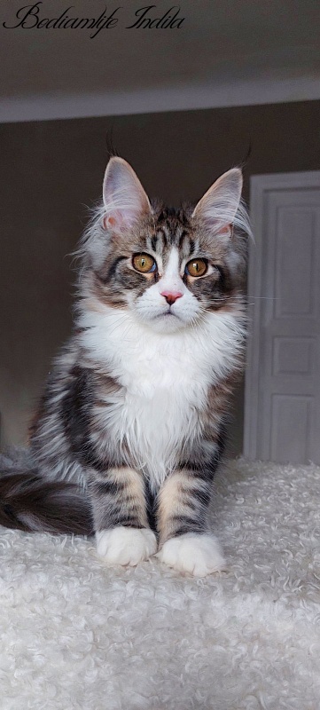 Bodiamlife Indila - Kitten maine-coon 5 months 1 week