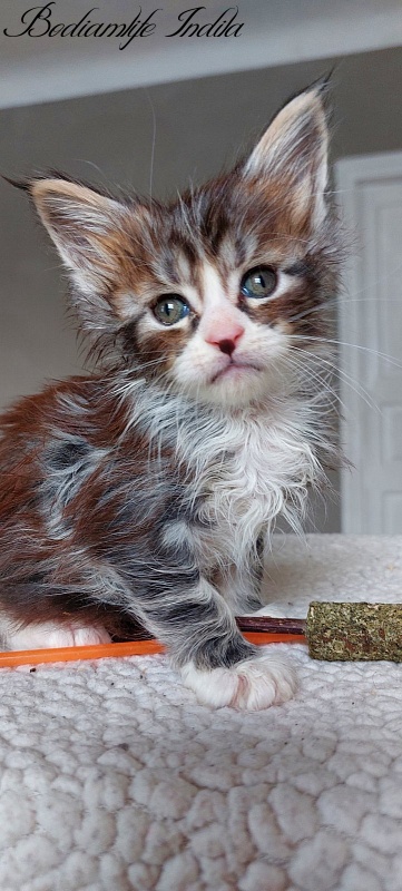 Bodiamlife Indila - Kitten maine-coon 1 month 1.5 week
