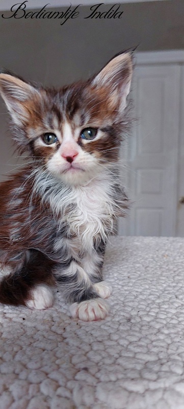 Bodiamlife Indila - Kitten maine-coon 1 month 1.5 week