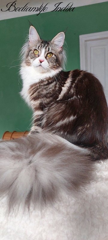 Bodiamlife Indila - Adult maine-coon 1 year 1 month 1 week