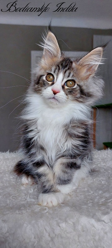 Bodiamlife Indila - Kitten maine-coon 3 months 2 weeks