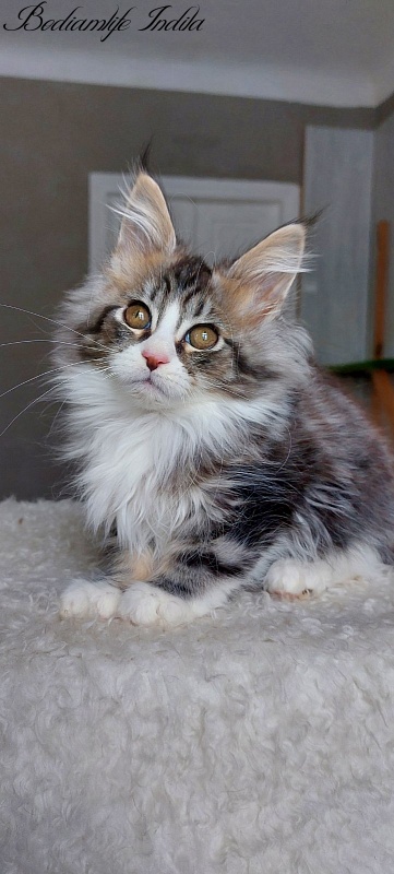 Bodiamlife Indila - Kitten maine-coon 3 months 2 weeks