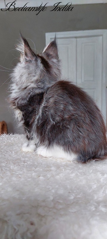 Bodiamlife Indila - Kitten maine-coon 3 months 2 weeks