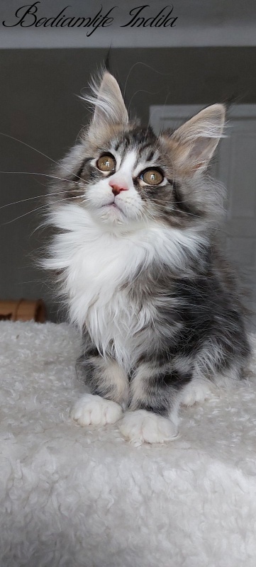 Bodiamlife Indila - Kitten maine-coon 3 months 2 weeks