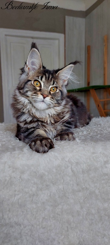 Bodiamlife Irma - Kitten maine-coon 5 months