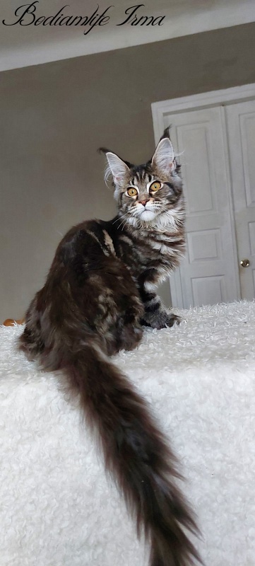 Bodiamlife Irma - Kitten maine-coon 5 months