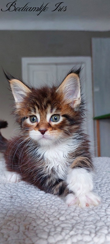 Bodiamlife Iris - Kitten maine-coon 1 month 1.5 week