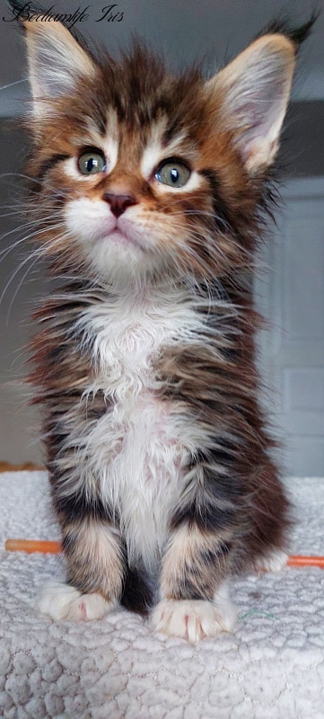 Bodiamlife Iris - Kitten maine-coon 1 month 1.5 week